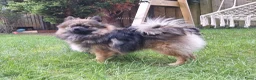 Pomeriaan honden ter dekking: Thor 🩵 Pomeranian / dwergkees dekreu - Advertentie 7