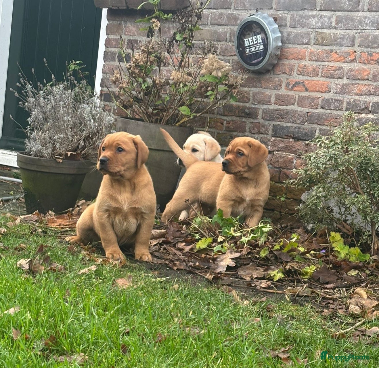 Labrador Retriever honden Mooie labrador pups - Advertentie 15