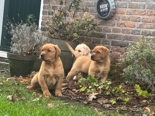 Labrador Retriever honden Mooie labrador pups - Advertentie 2