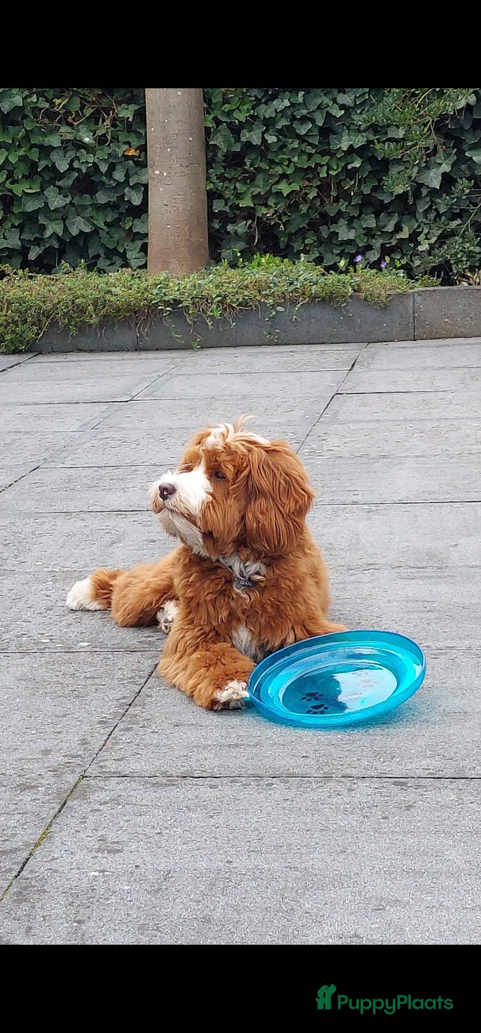 Australian Labradoodle honden te koop: Nestje Australian Labradoodles mini - Advertentie 23