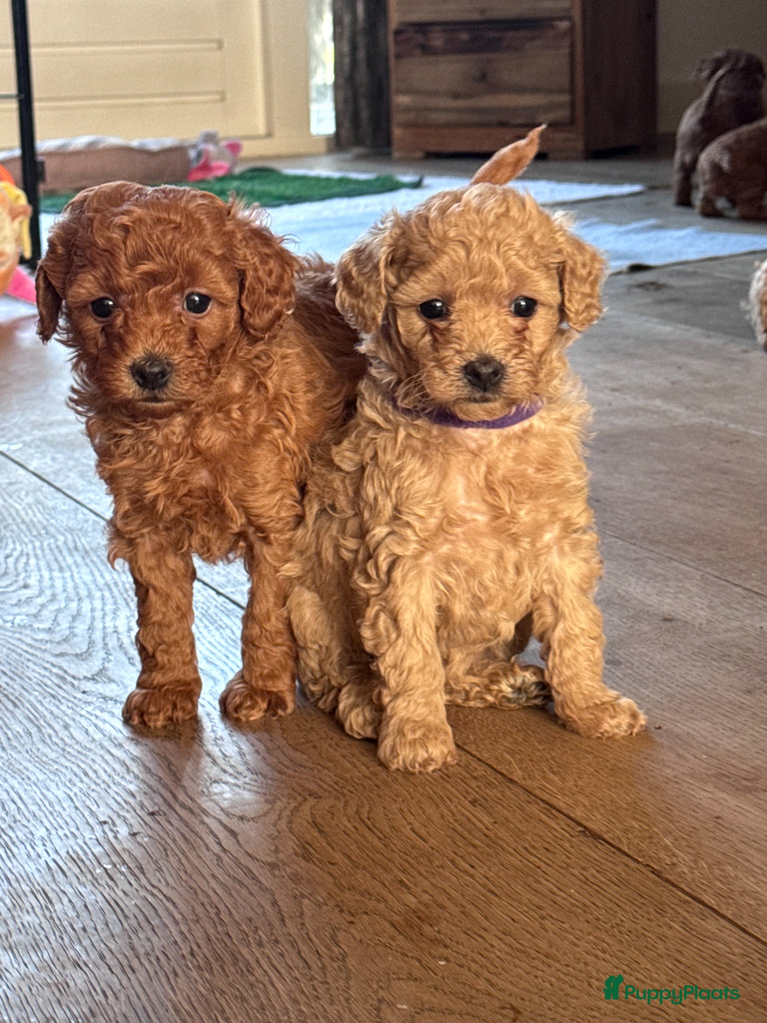Maltipoo honden Maltipoo pups te koop - Advertentie 3