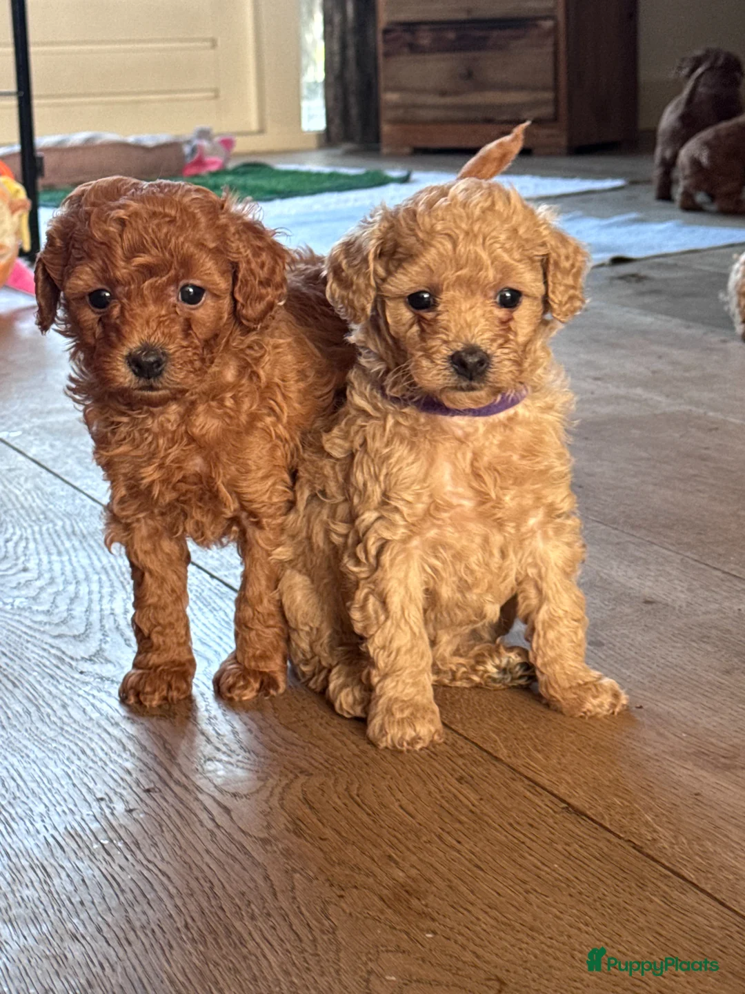 Maltipoo honden te koop: Maltipoo pups te koop - Advertentie 1