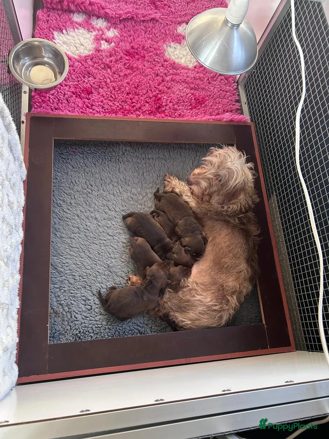Ruwhaar Teckel honden te koop: Prachtige choco tan ruwharige pups - Advertentie 1