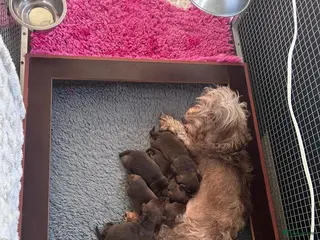Ruwhaar Teckel honden Prachtige choco tan ruwharige pups - Advertentie 3