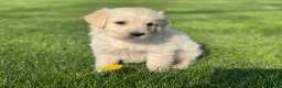 Golden Retriever honden te koop: Golden retriever pups - Advertentie 9