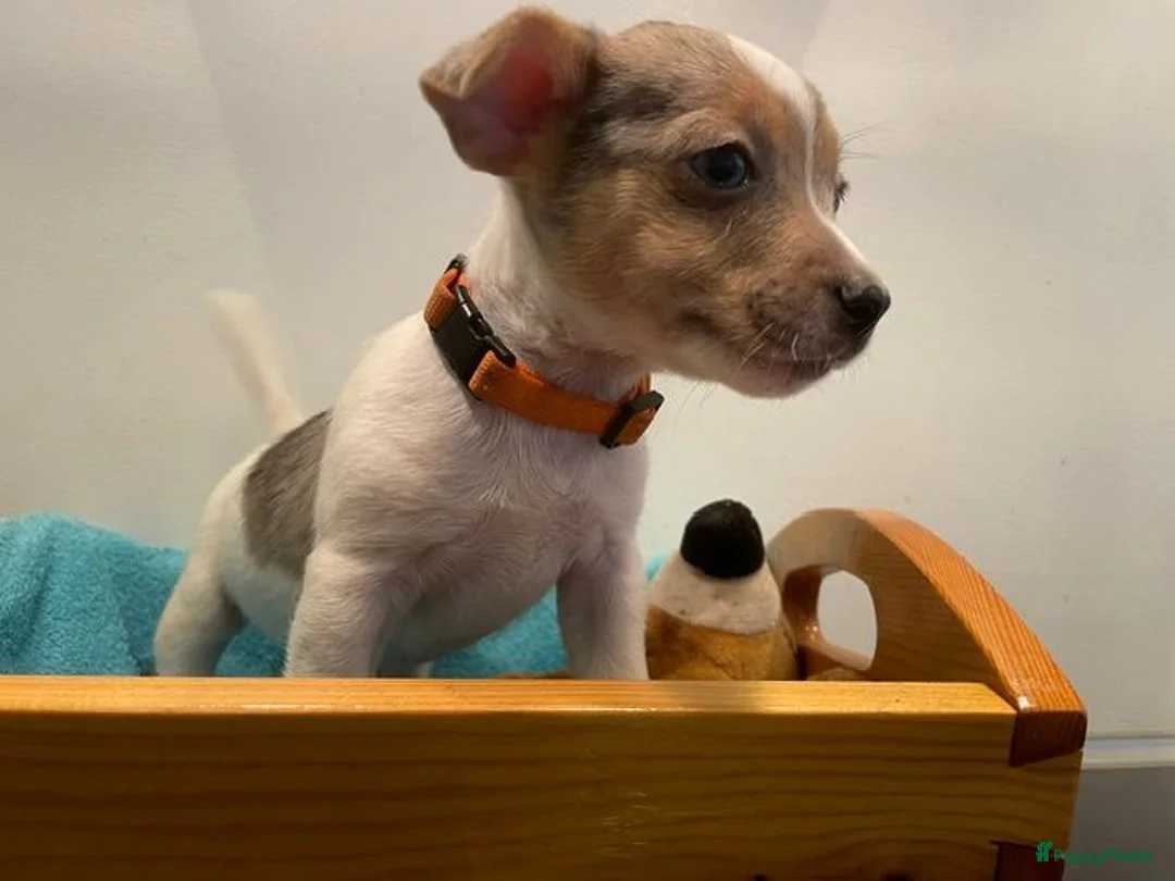 Jack Russel Terriër honden te koop: (blue) merle Jack Russell pup in Oudenbosch - Advertentie 2