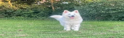 Zwitserse Witte Herdershond honden te koop: Zwitserse witte herder pups - Advertentie 10