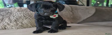 Doxiepoo 4 lichtblauw 
