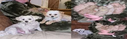 Maltipoo honden te koop: Kleinblijvende Maltipoo F1b donker abrikoos - Advertentie 15