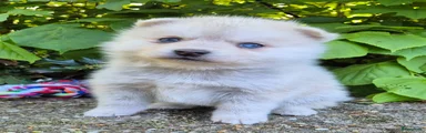 Kruising Puppy 7