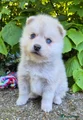 Kruising Puppy 7