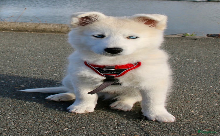 Pomsky honden - Advertentie 2