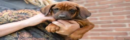 Rhodesian Ridgeback honden te koop: rhodesian ridgeback pups  - Advertentie 2