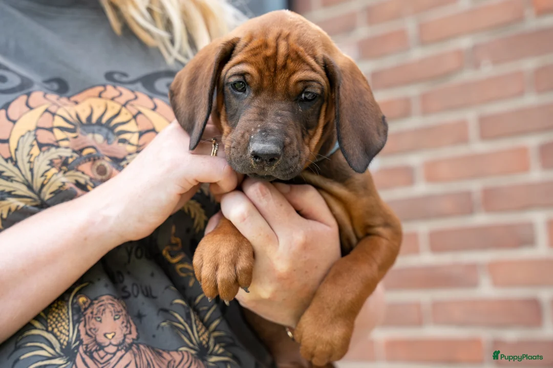 Rhodesian Ridgeback honden te koop: rhodesian ridgeback pups  - Advertentie 2