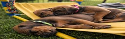 Rhodesian Ridgeback honden te koop: Prachtige Rhodesian Ridgeback pups - Advertentie 5