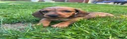 Kruising honden te koop: Dwerg teckel pupjes  - Advertentie 10