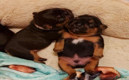 Franse Bulldog honden te koop: Prachtige Franse Bulldog pups met stamboom in Zoutleeuw - Afbeelding 16