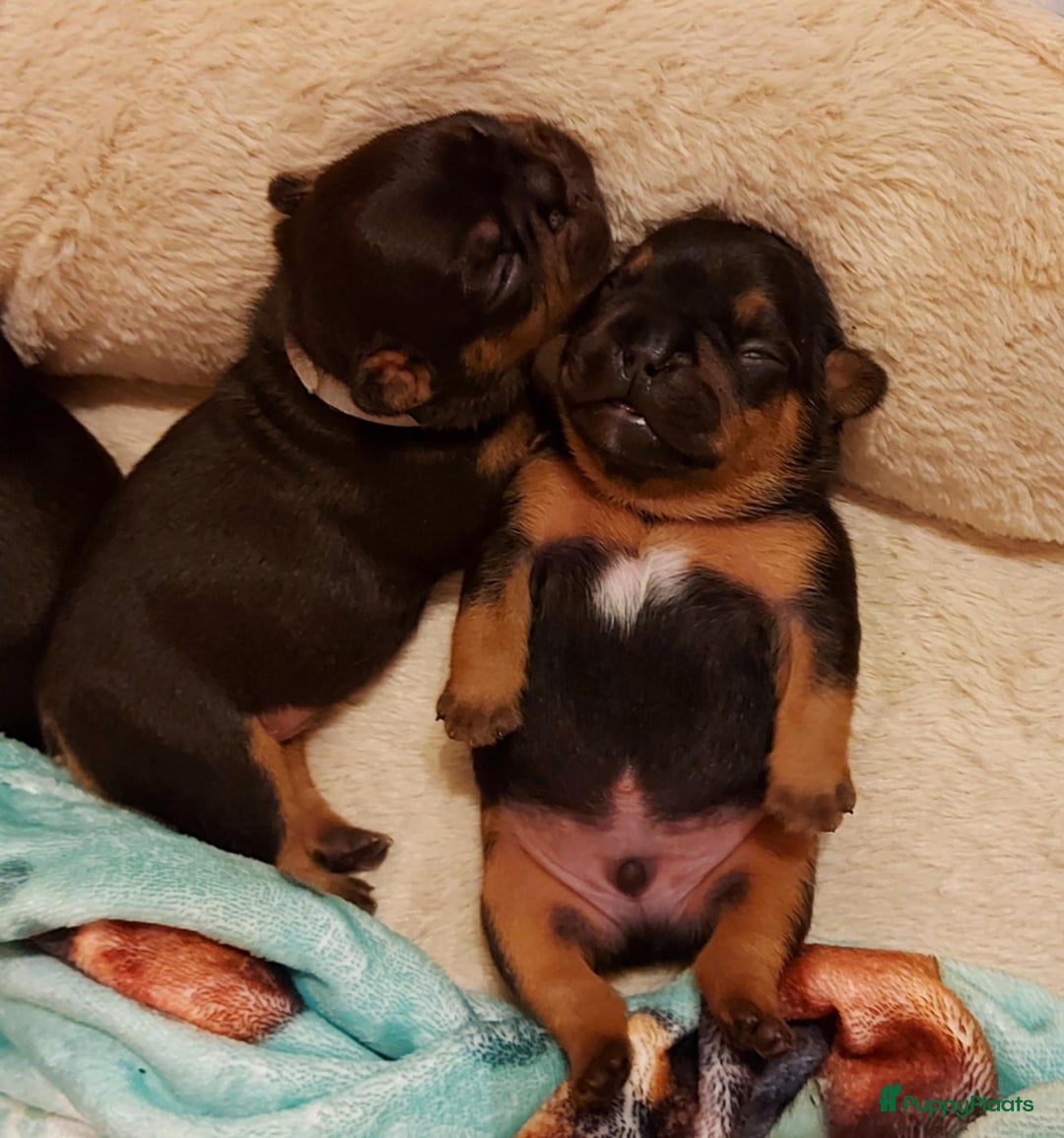 Franse Bulldog honden te koop: Prachtige Franse Bulldog pups met stamboom in Zoutleeuw - Afbeelding 16