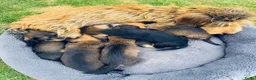Ruwhaar Teckel honden te koop: Prachtige stamboom ruwhaar dwergteckel pups - Advertentie 14