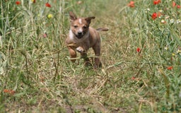 Australian Shepherd honden te koop: Kruising Aussi pups  - Afbeelding 6