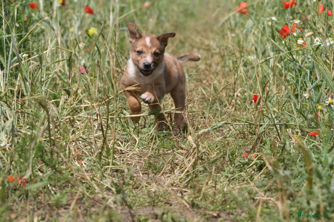 Australian Shepherd honden te koop: Kruising Aussi pups  - Afbeelding 6