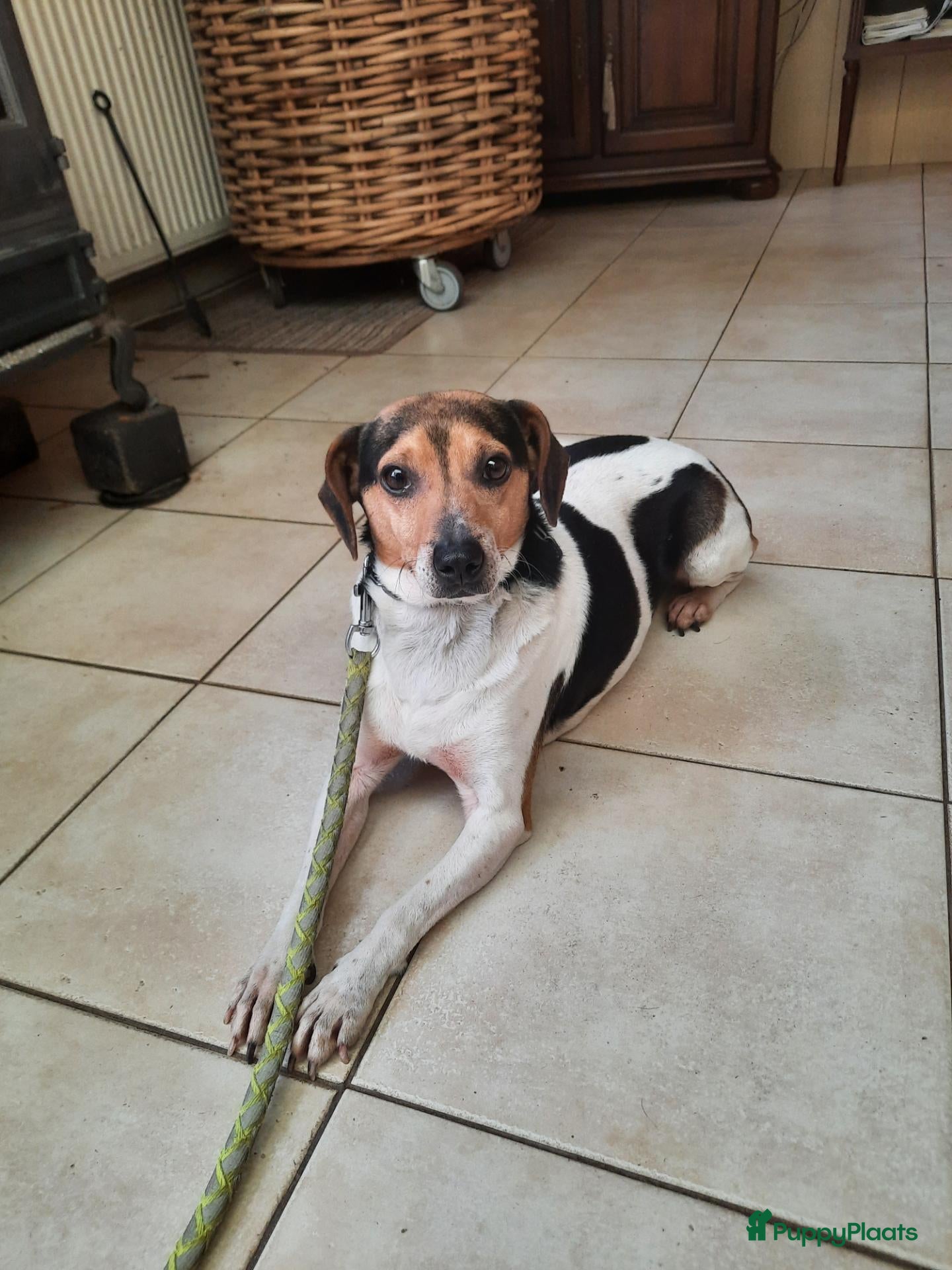 Boerenfox honden  boerenfox puppy s - Advertentie 2
