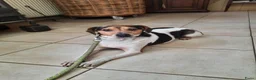 Boerenfox honden te koop:  boerenfox puppy s - Advertentie 1