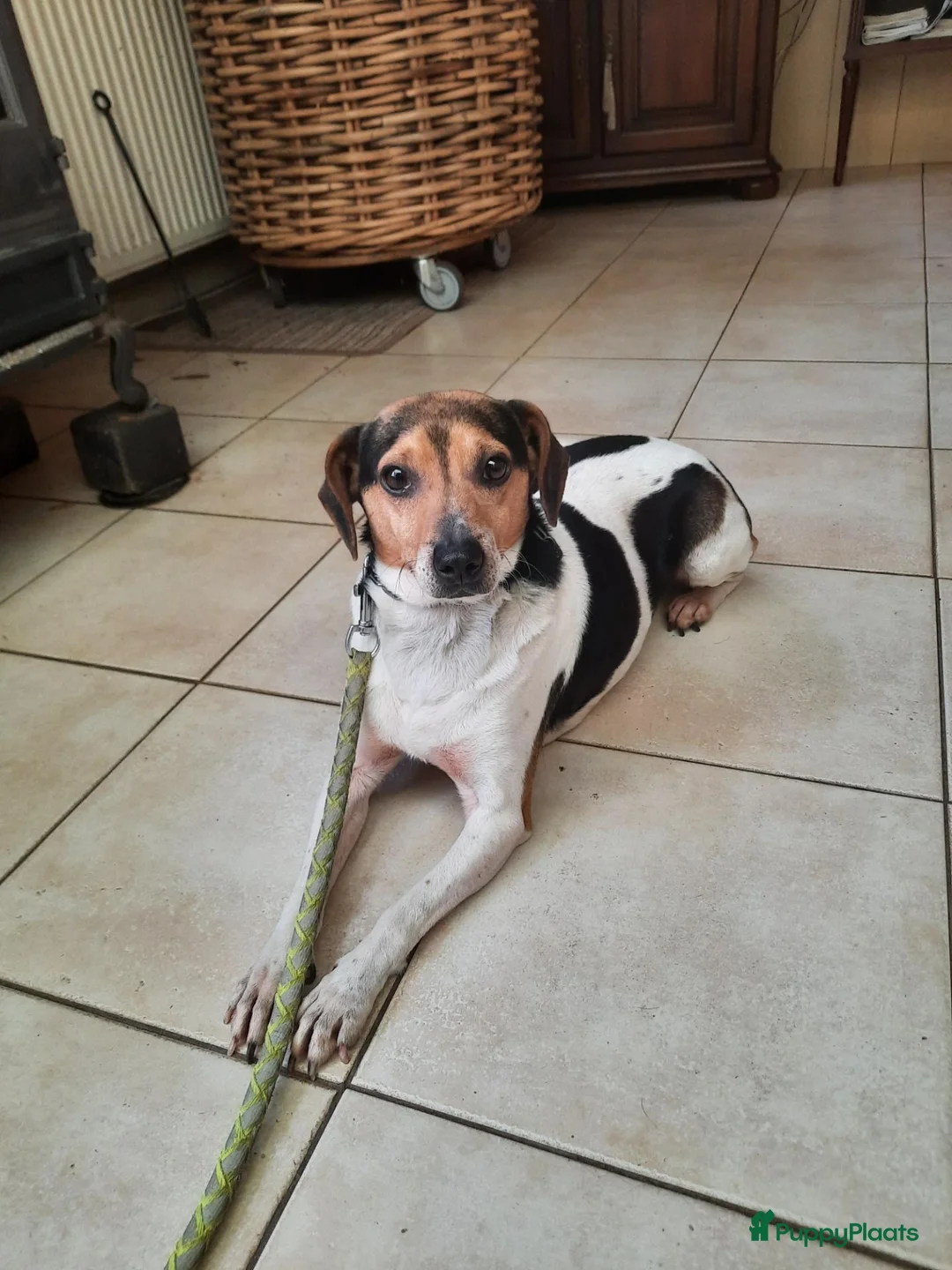 Boerenfox honden te koop:  boerenfox puppy s - Advertentie 1
