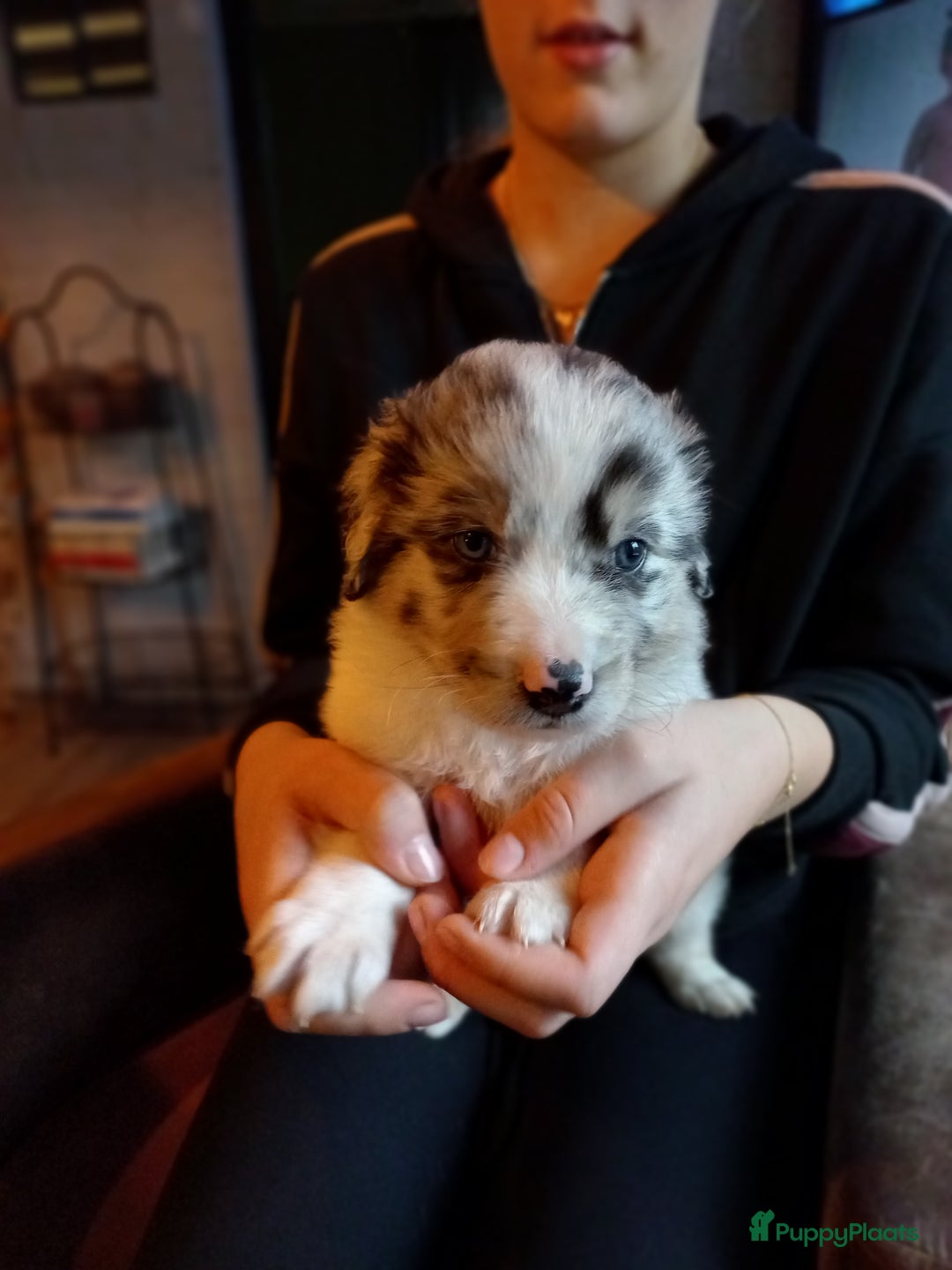 Kruising honden te koop: Mooie pups  mogen weg in de week van 27 november - Advertentie 22