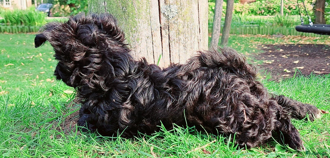 Kruising honden te koop: Laatste teefje: Orginele Amerikaanse Toy Papipoo  - Advertentie 3