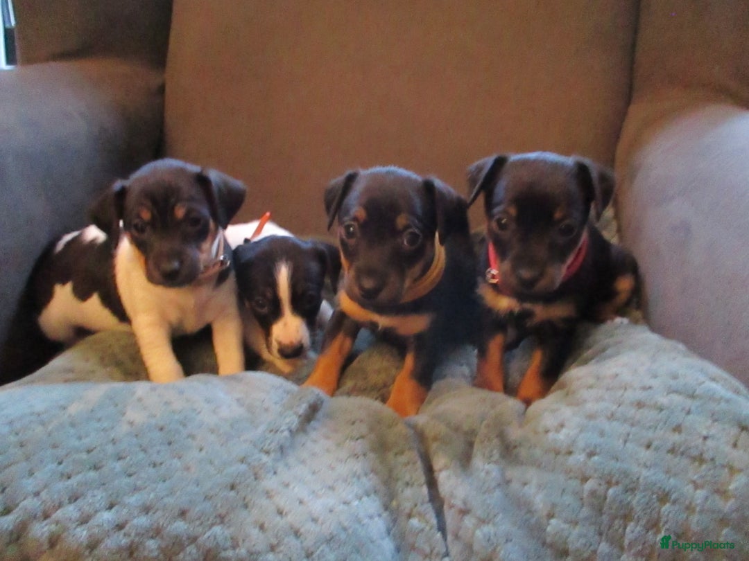 Jack Russel Terriër honden te koop: Jack  russel pups zoeken lief huis! nog 4 pups! - Advertentie 10