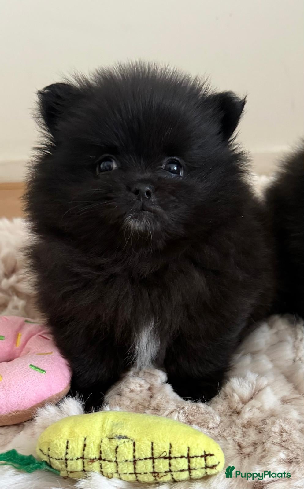 Pomeriaan honden Mooie kleine zwarte pomeranians/dwergkees pups - Advertentie 1