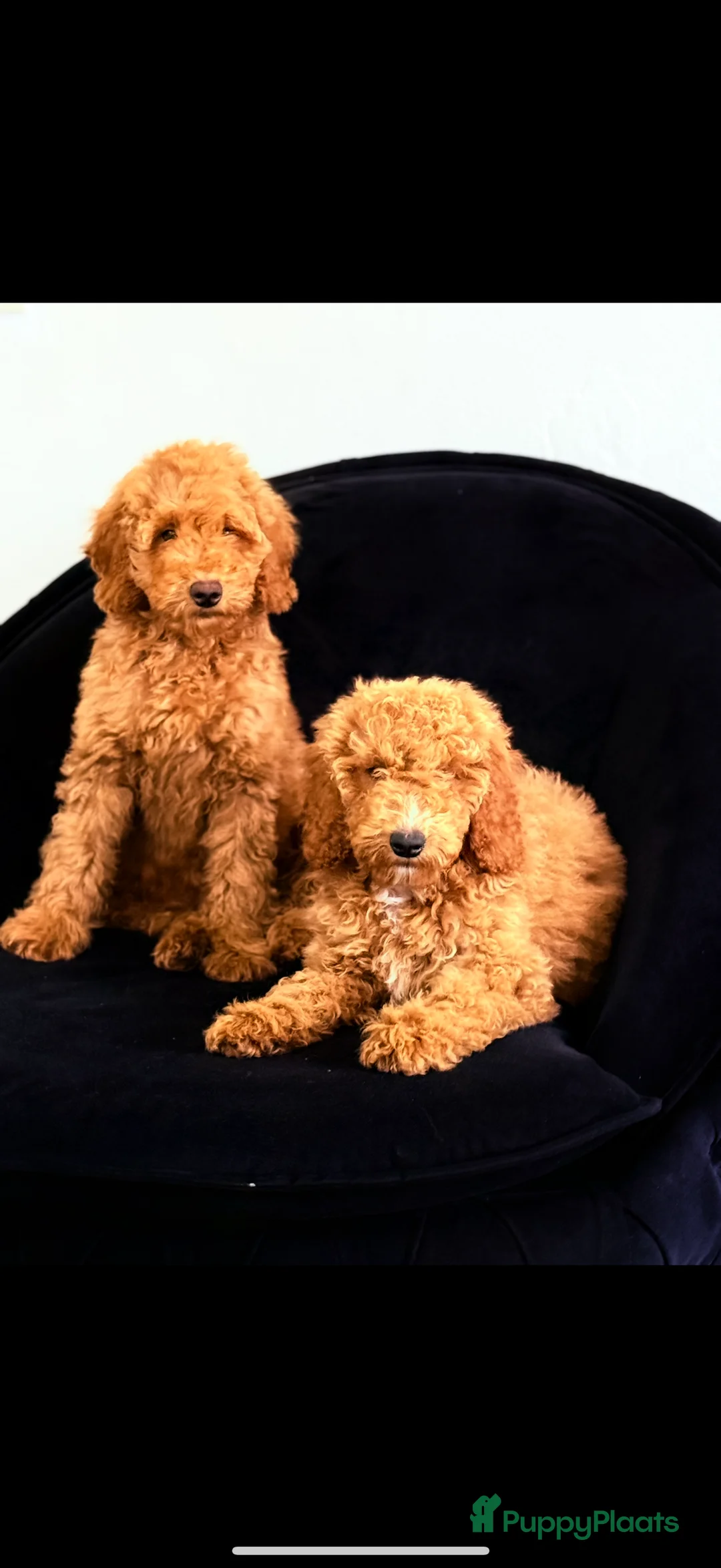 Labradoodle honden te koop: Labradoodle  - Advertentie 5