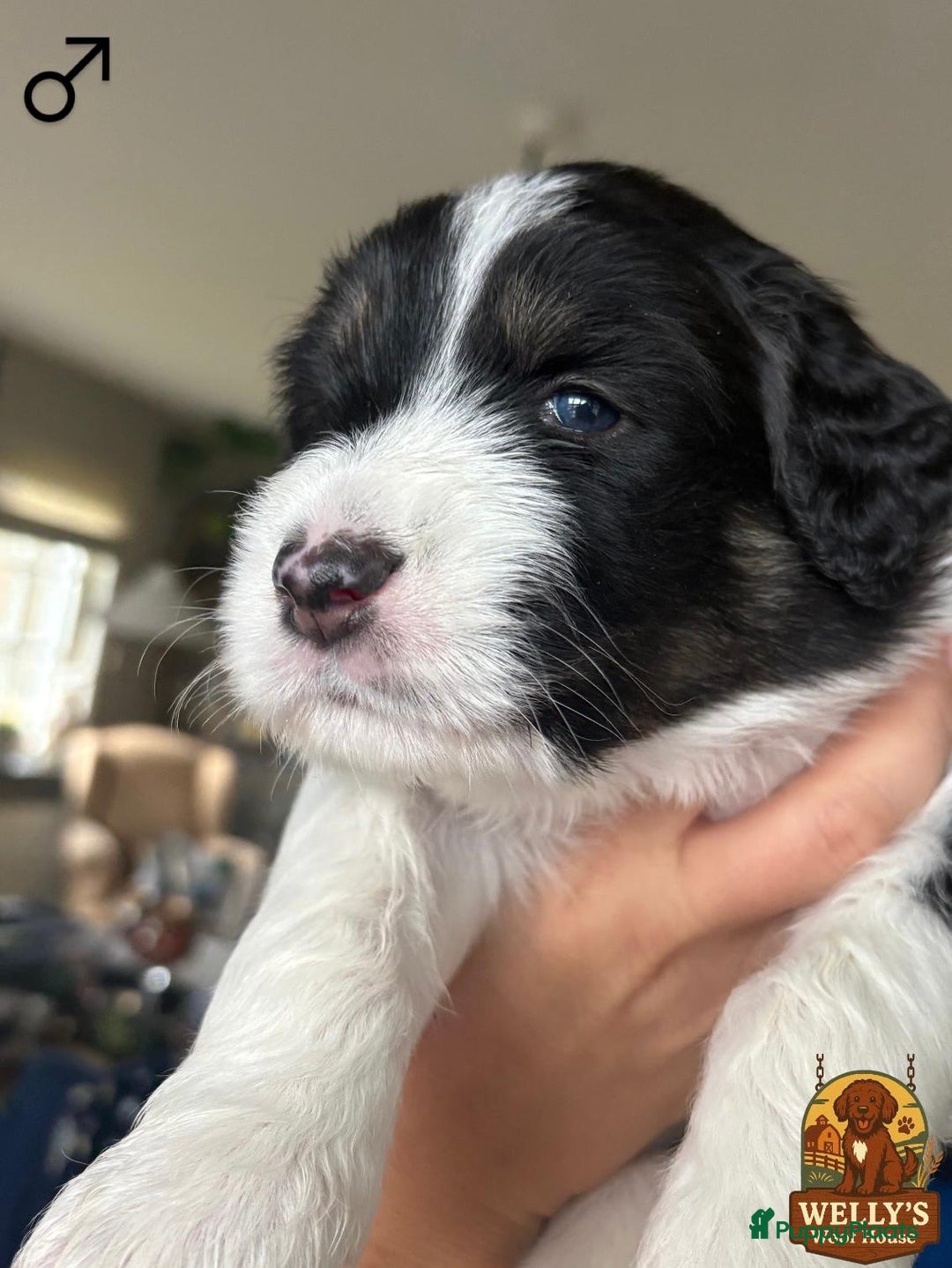 Kruising honden te koop: 🐾 Labradoodle x Australische Herder Pups 🐾 - Advertentie 6