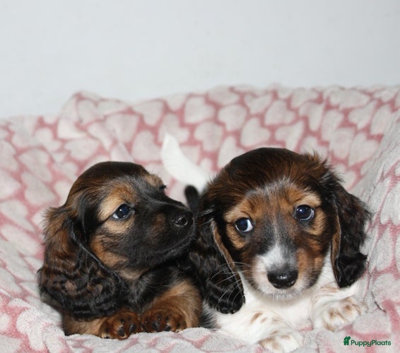 Teckel (langhaar) honden Dwergteckel laanghaar pups (reutjes) - Advertentie 1