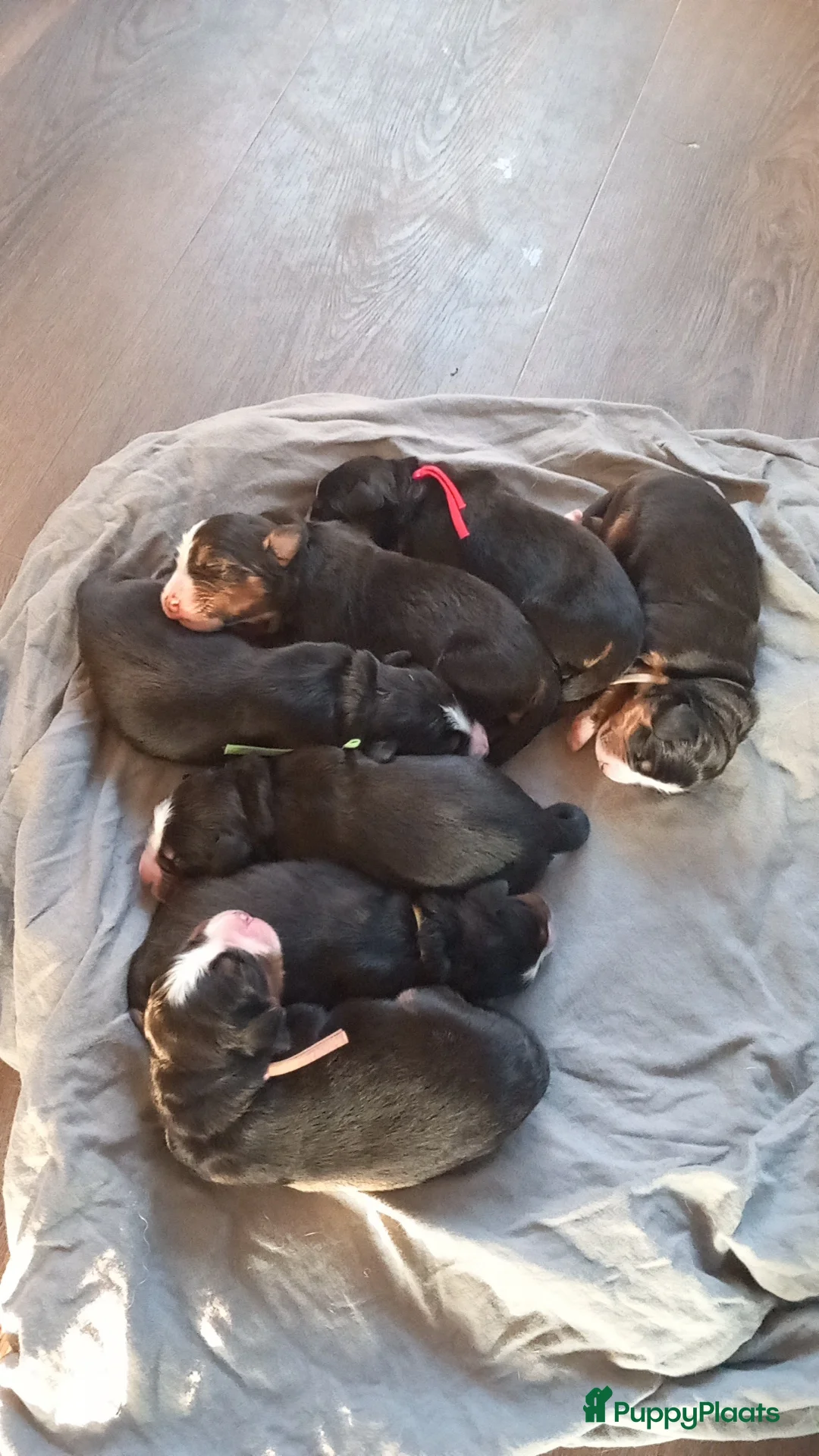 Berner Sennenhond honden te koop: Mooie Bernerpups - Advertentie 6