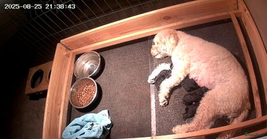 Labradoodle honden - Advertentie 10