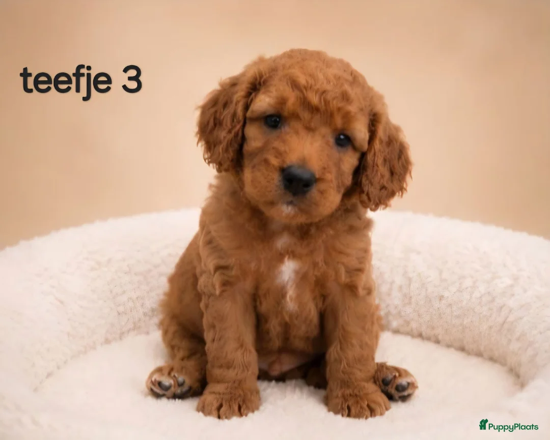 Cavapoo honden te koop: Supee mooie cavapoo pups - Advertentie 2