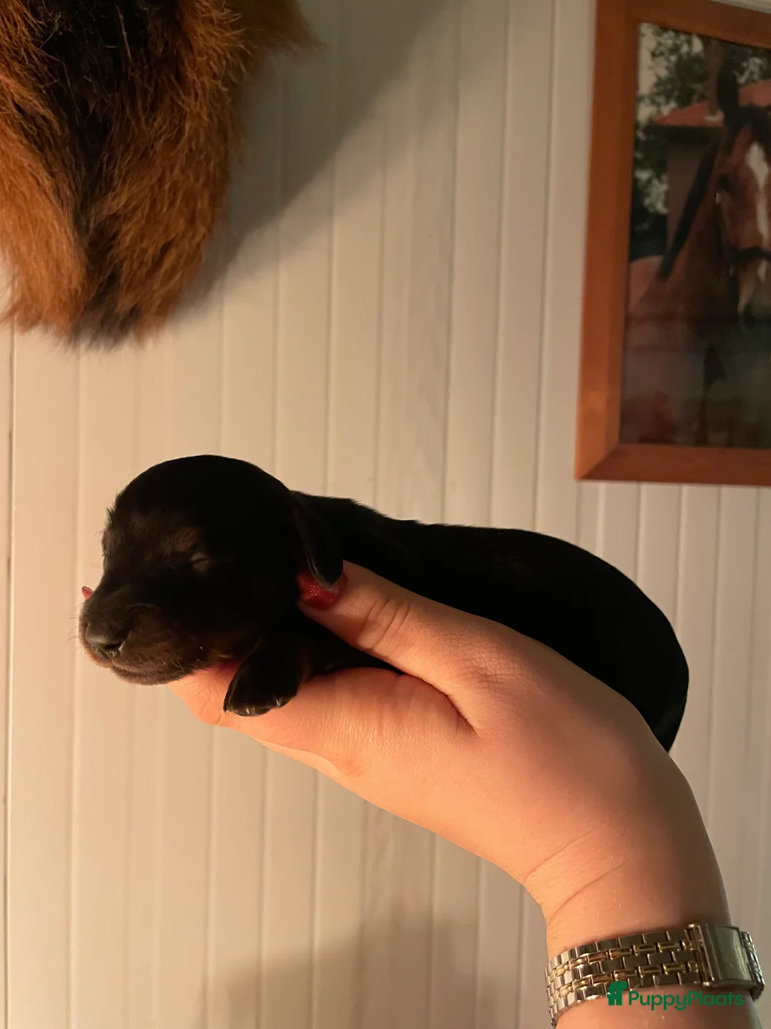 Teckel (langhaar) honden te koop: Leuke standaard langharige teckelpups - Advertentie 10