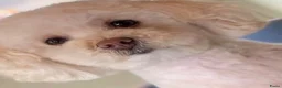 Maltipoo honden te koop: 2 Prachtige reutjes - Advertentie 10