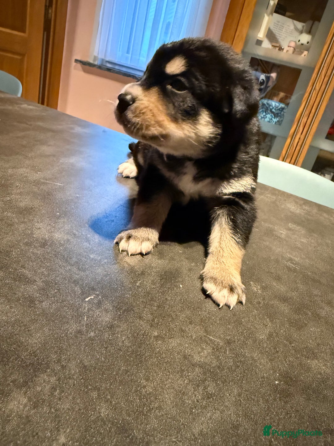 Kruising honden te koop: Super lieve bernskypuppy’s - Afbeelding 7