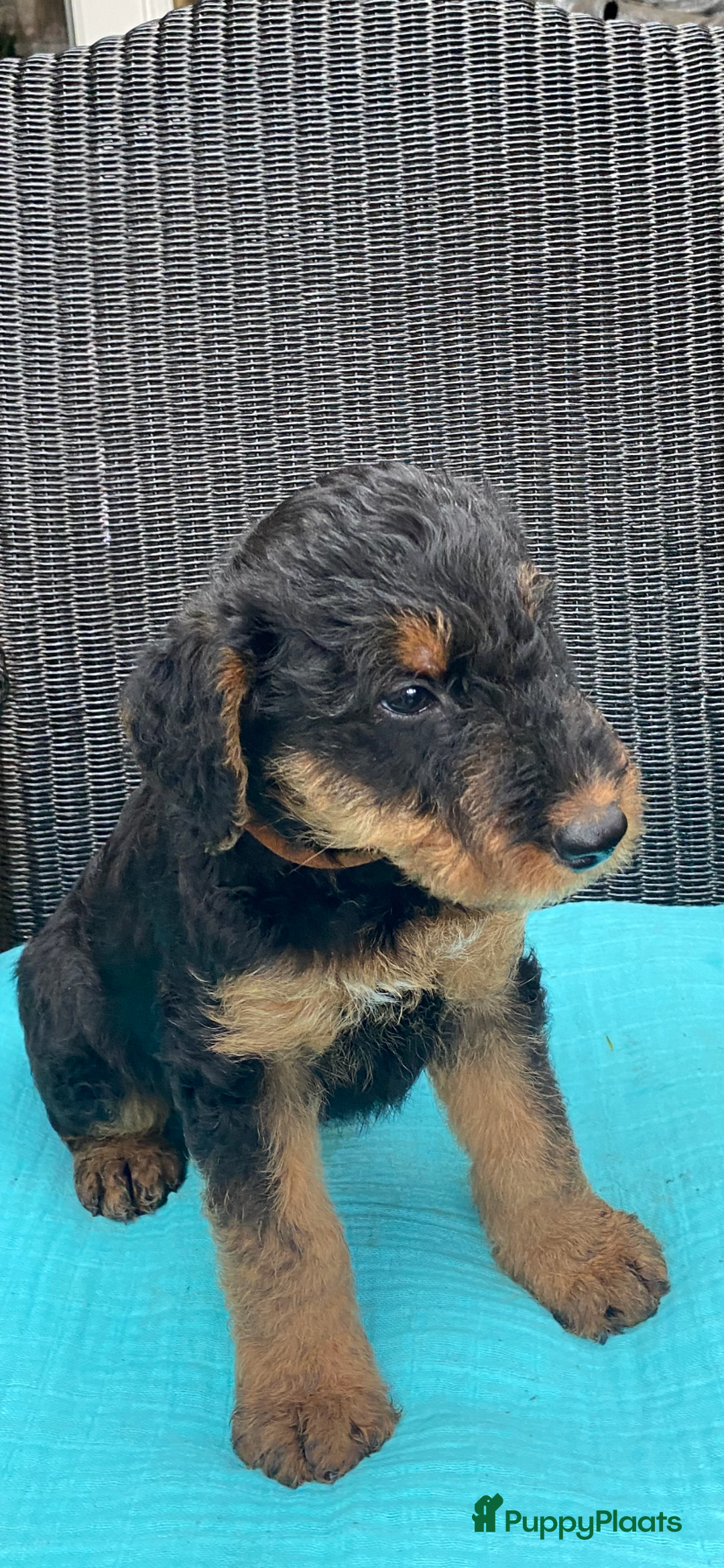 Airedale Terriër honden te koop: Airedale terriër pups  - Advertentie 30