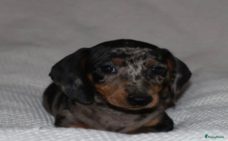 Teckel (korthaar)  honden - Advertentie 2