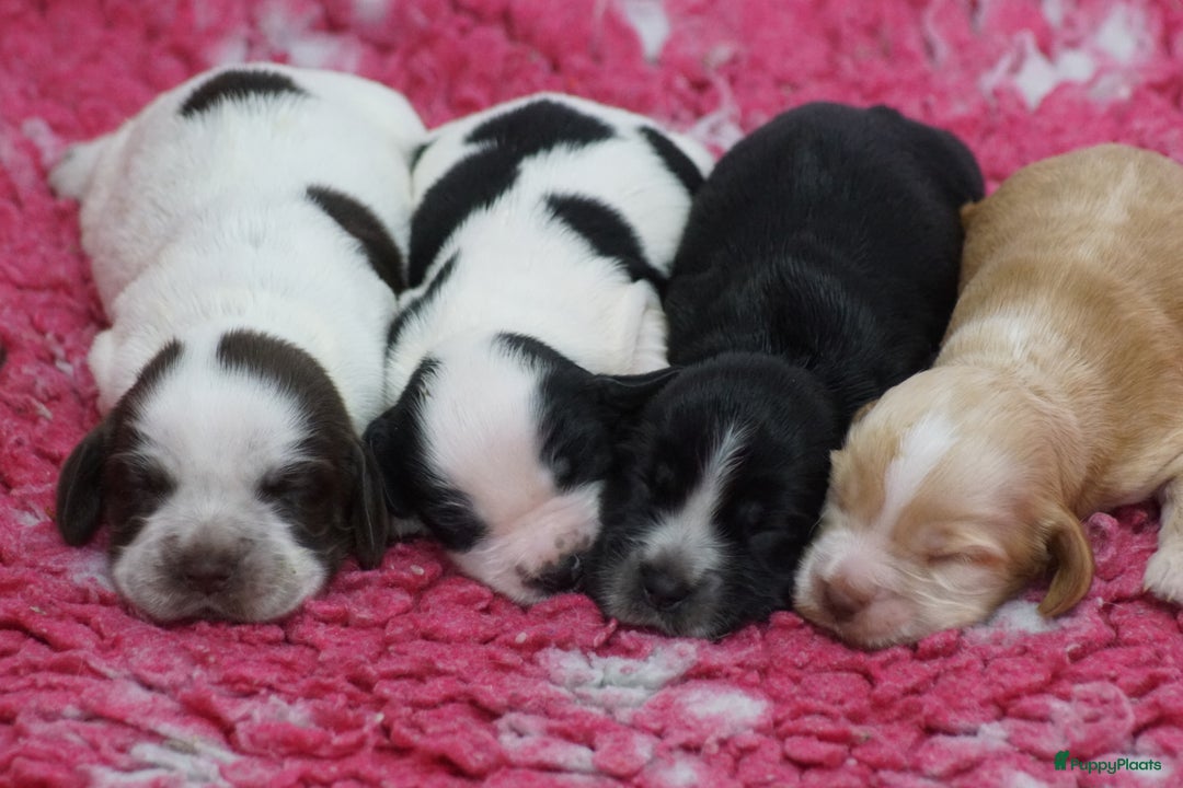 Engelse Cocker Spaniel honden te koop: Engelse Cocker Spaniel Pups met Stamboom  - Afbeelding 19