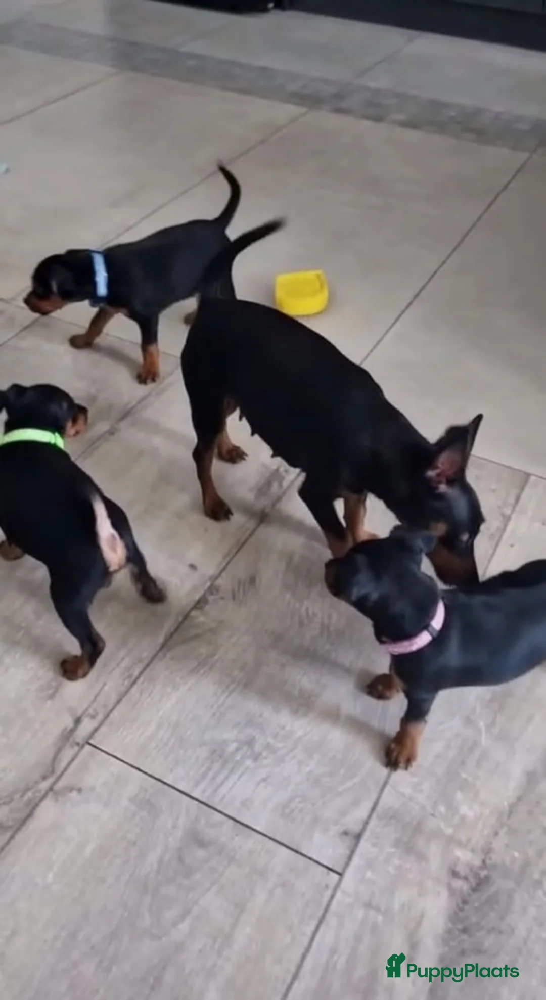 Dwergpinscher honden te koop: Dwergpinscherpuppy's - Advertentie 4