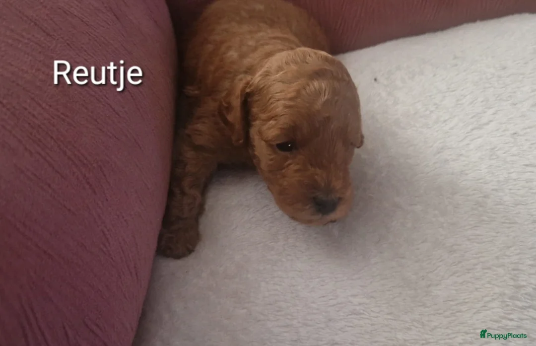 Dwergpoedel honden te koop: Rode dwerpoedels in Helmond - Advertentie 9