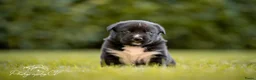 Kruising honden te koop: Huskador pupjes (labrador x Husky) - Advertentie 5