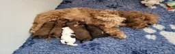 Kruising honden te koop: Havapoo pups - Advertentie 5