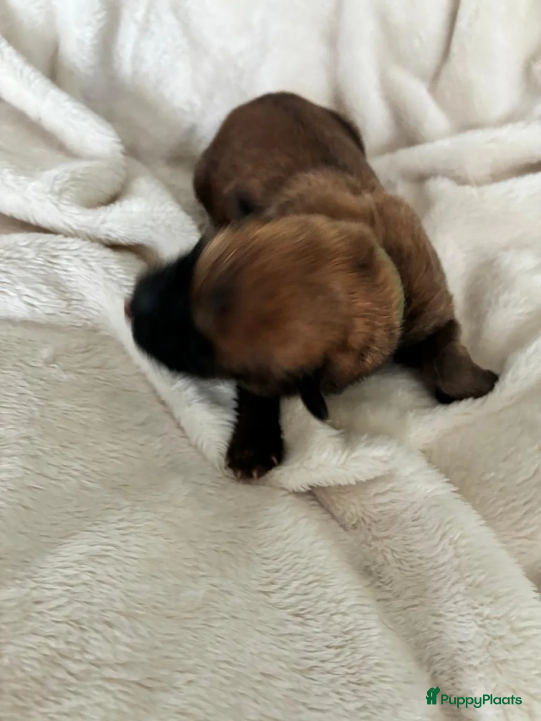 Australian Shepherd honden te koop: Eerste nestje Baskische herders! Voorouder Aussie - Advertentie 13