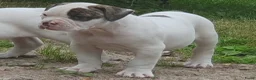Amerikaanse Bulldog honden te koop: 2 prachtige reutjes uit mooie combinatie - Advertentie 6